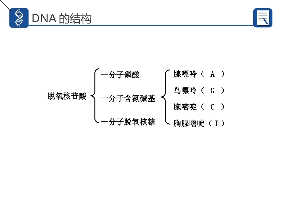 DNA分子的结构_第3页