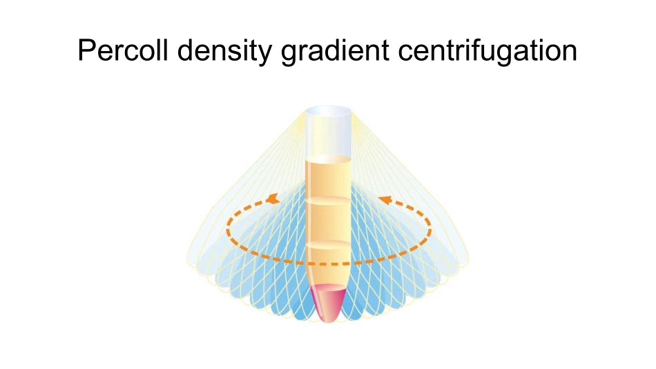 Percoll密度梯度离心教程_第1页