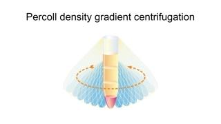 Percoll密度梯度离心教程