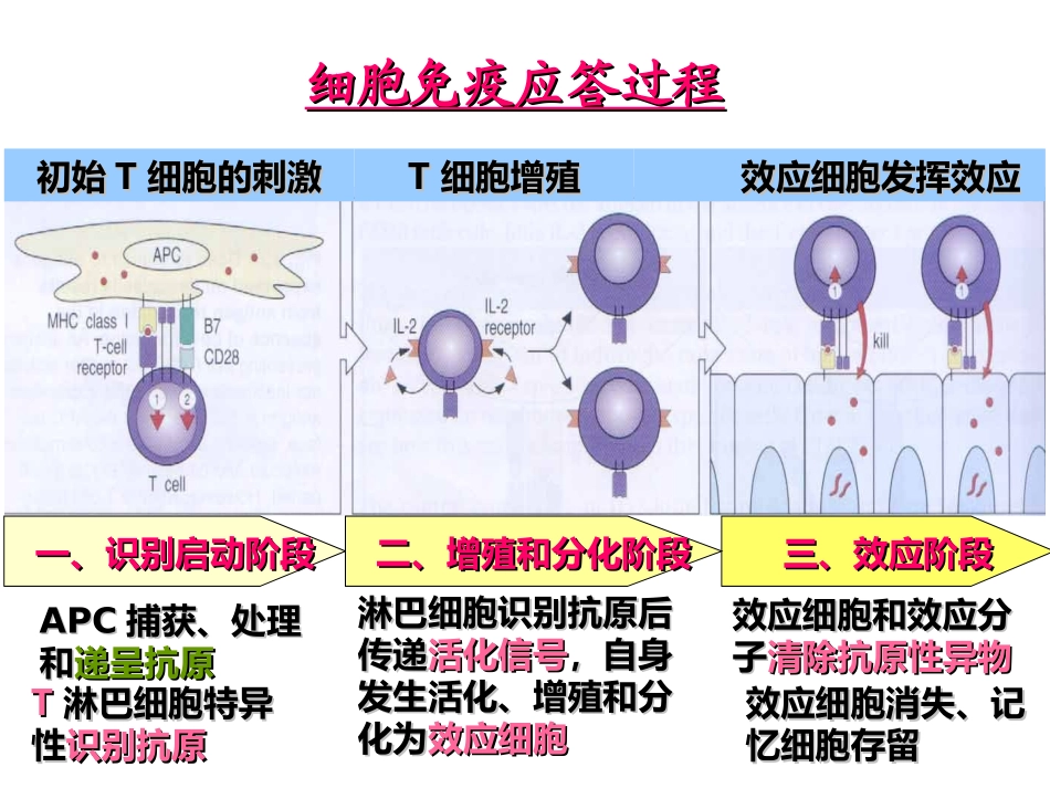 T细胞介导的细胞免疫应答_第2页