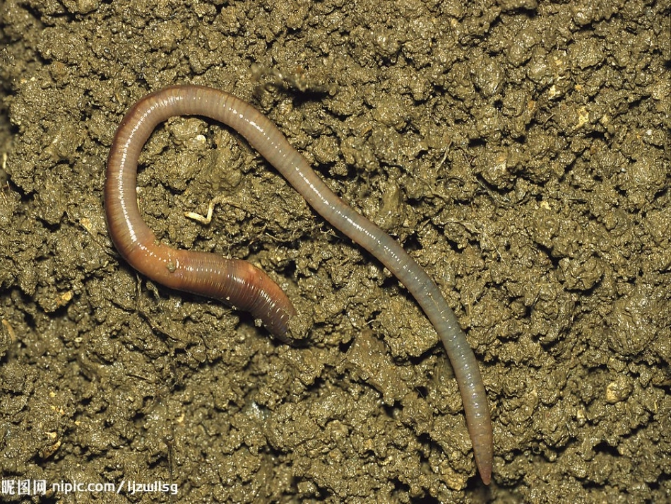 帮蚯蚓回家课件_第1页