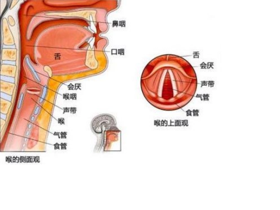 保护嗓音呼吸和发声技巧_第3页