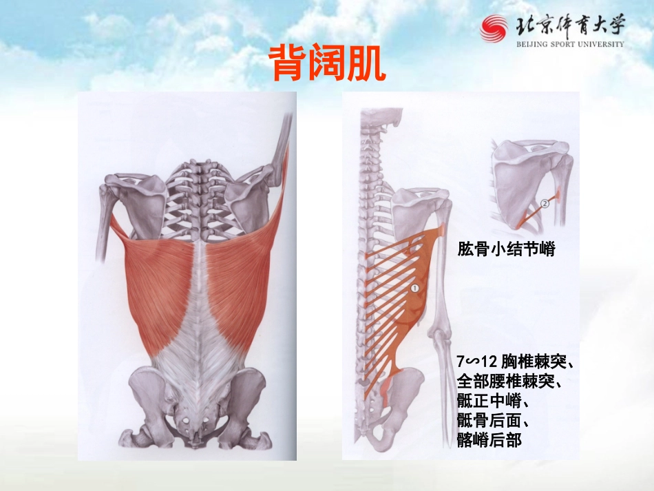 北京体育大学运动解剖学课件上肢肌_第2页