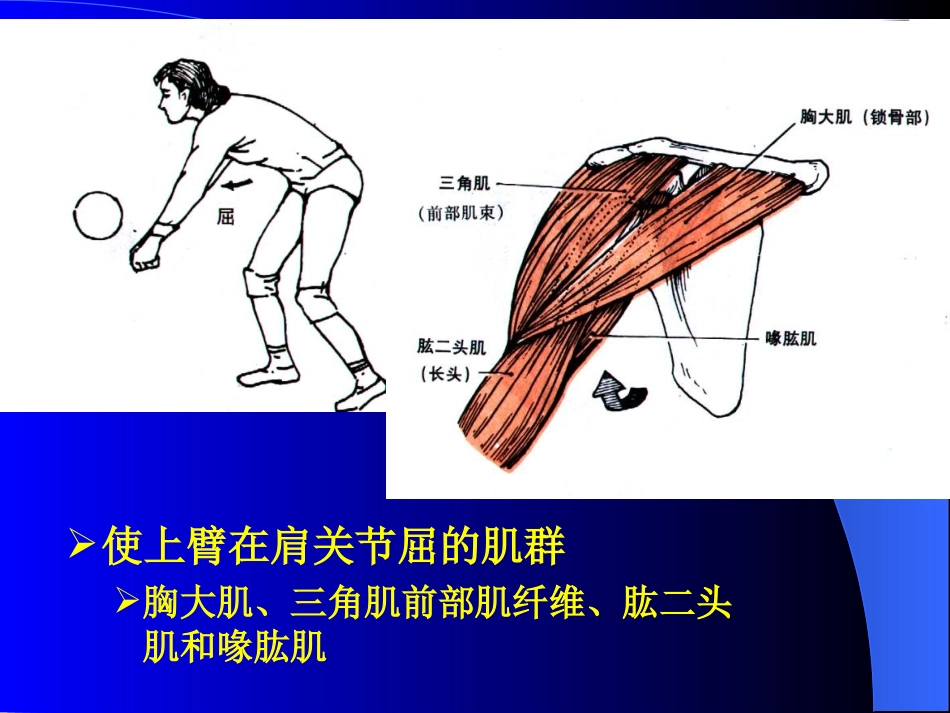 北京体育大学运动解剖学课件上肢肌_第3页