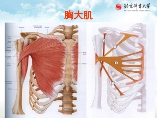北京体育大学运动解剖学课件上肢肌
