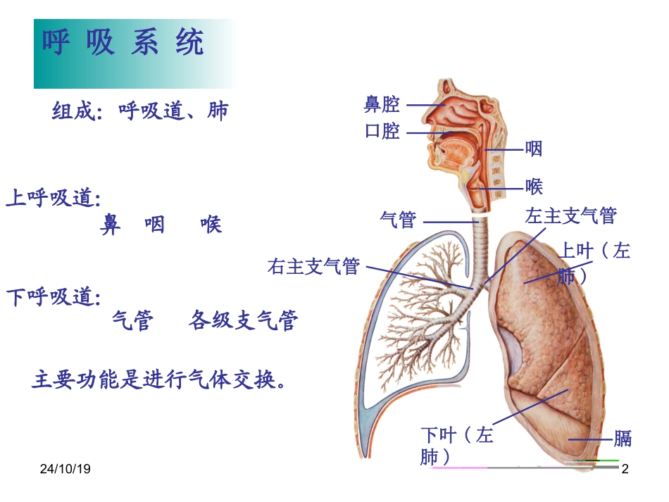 鼻喉气管和支气管_第2页