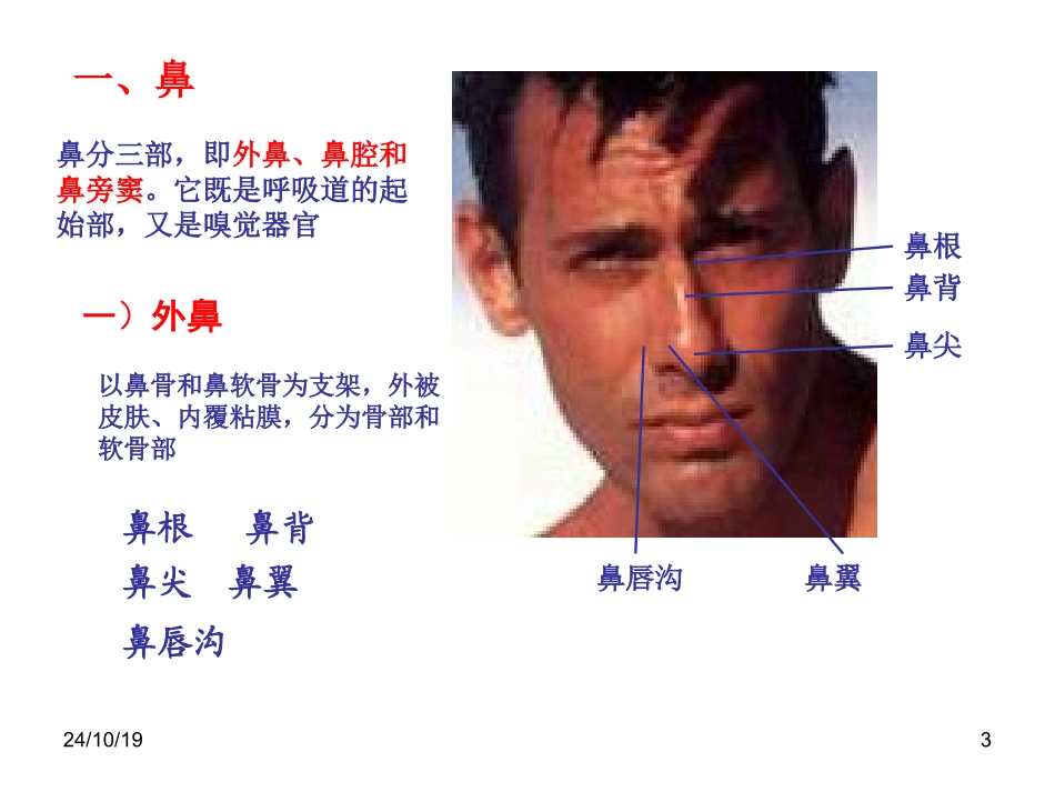 鼻喉气管和支气管_第3页