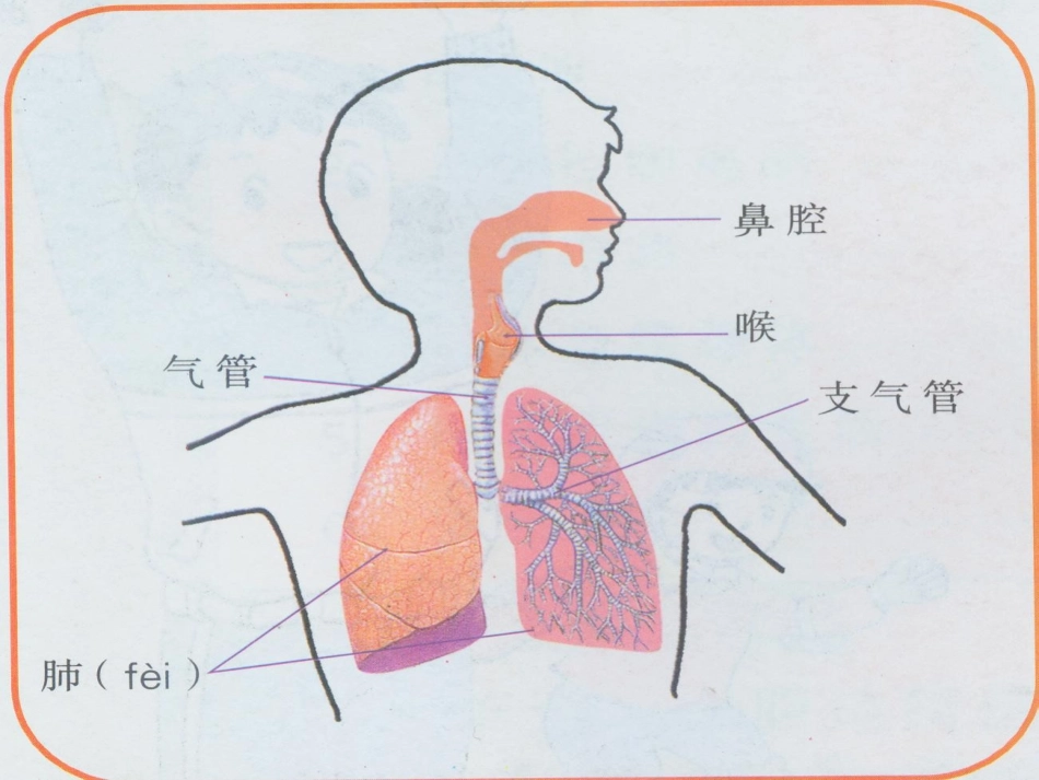比较吸进和呼出的气体_第2页