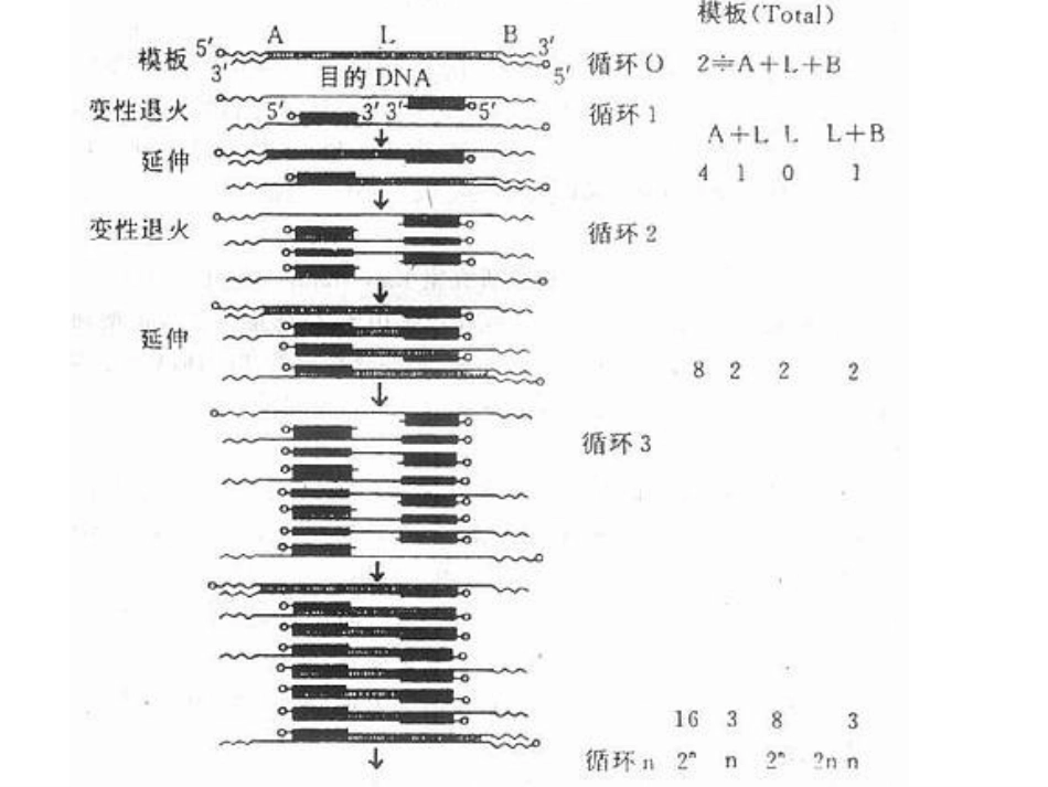 不对称PCR_第3页