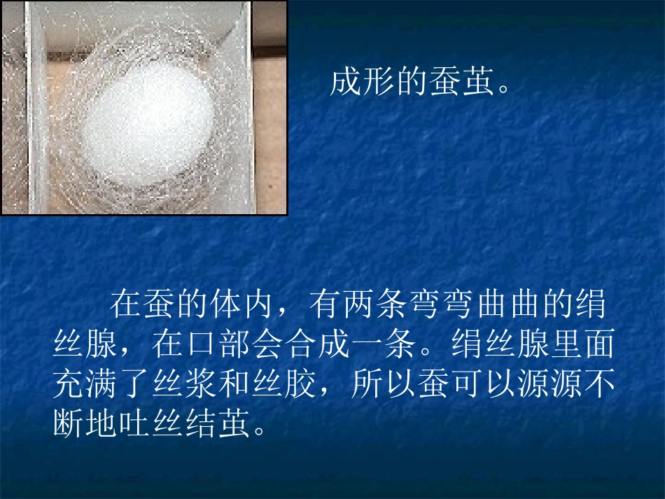 蚕宝宝吐丝结茧_第3页