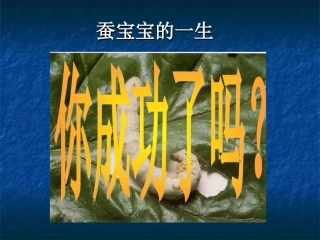 蚕宝宝吐丝结茧