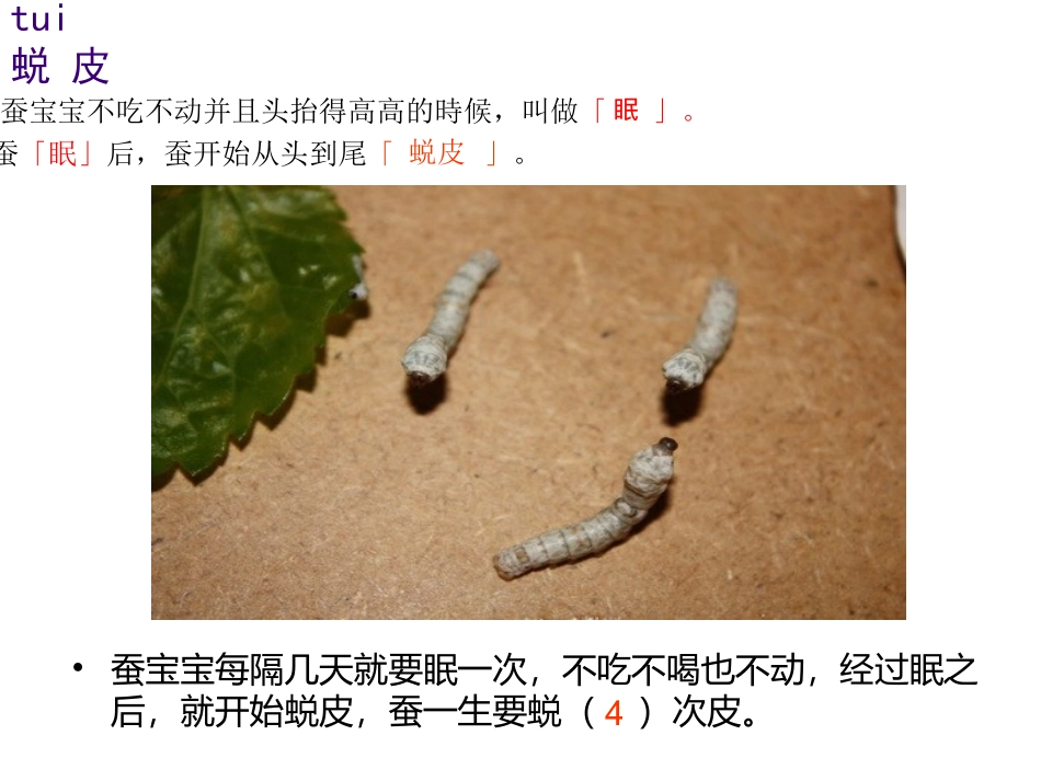 蚕的生长变化_第3页