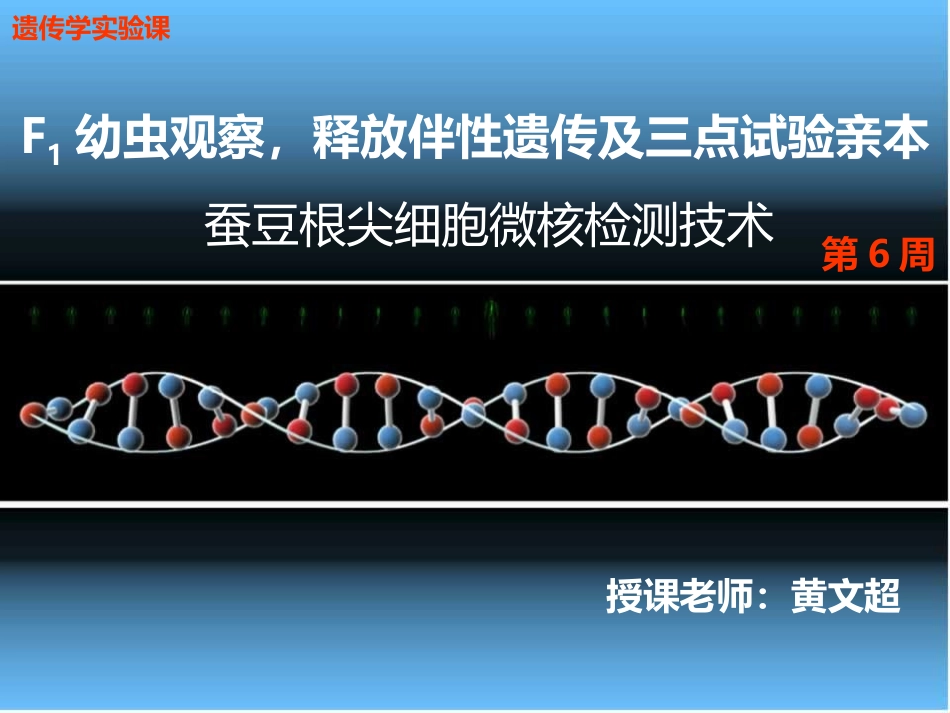 蚕豆根尖细胞微核检测技术_第2页