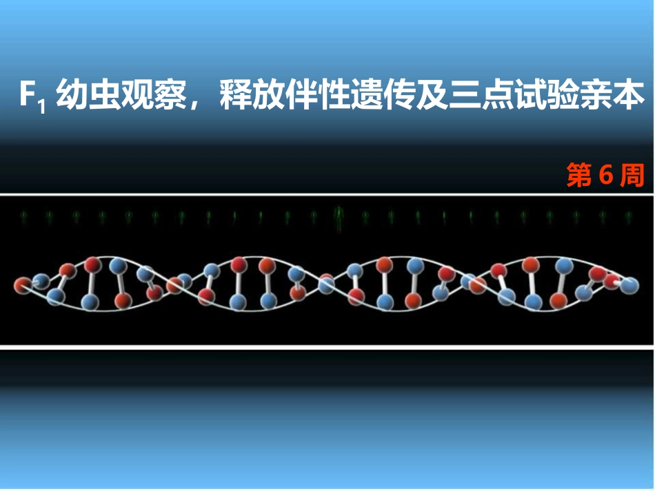 蚕豆根尖细胞微核检测技术_第3页