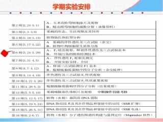蚕豆根尖细胞微核检测技术