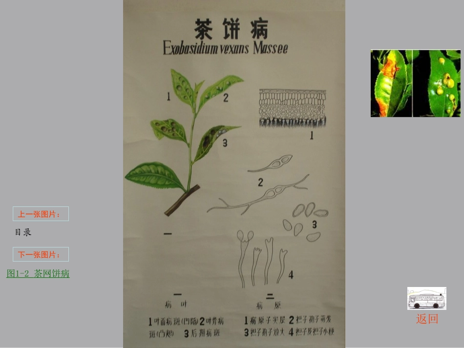 茶树病虫防治学病_第3页