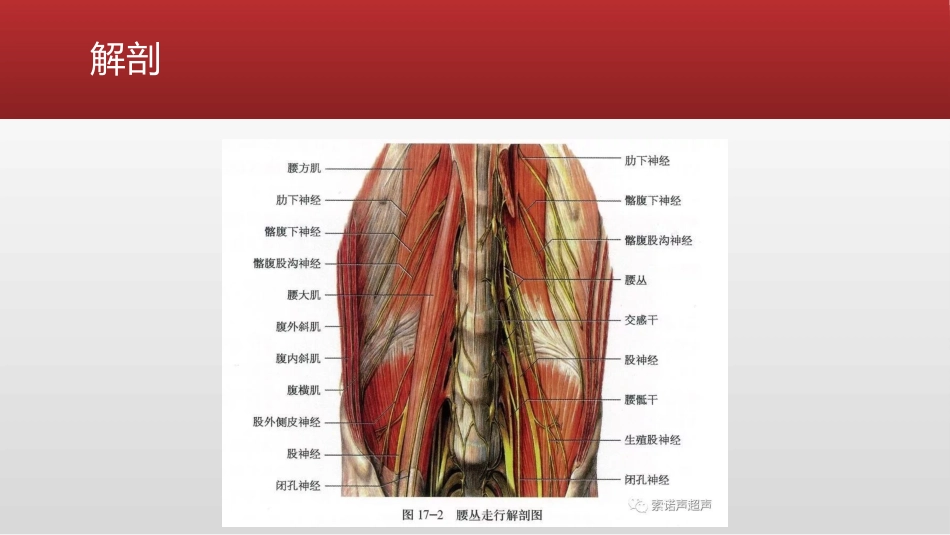 超声引导下腰方肌阻滞_第3页