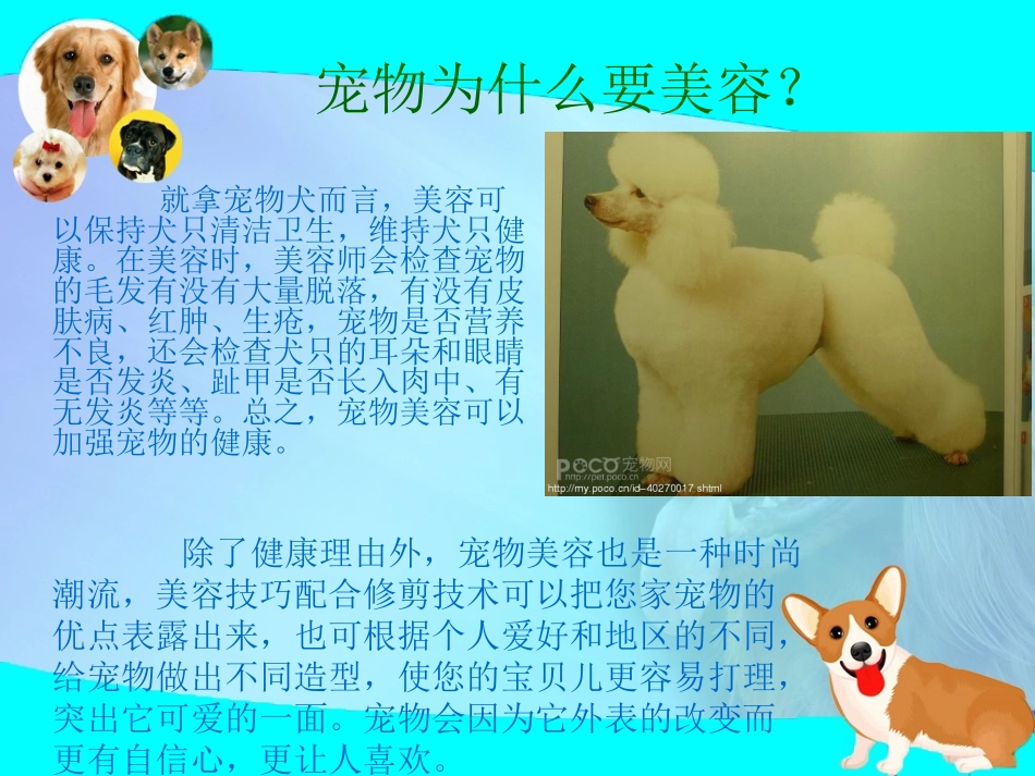 宠物美容知识概述_第3页