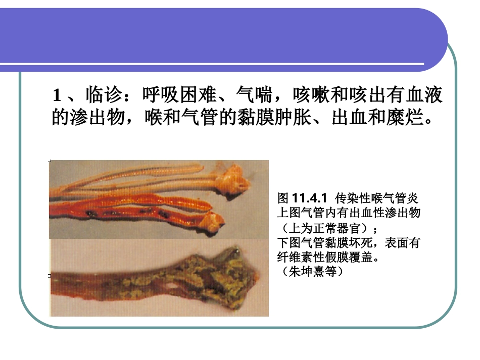 传染性喉气管炎_第2页