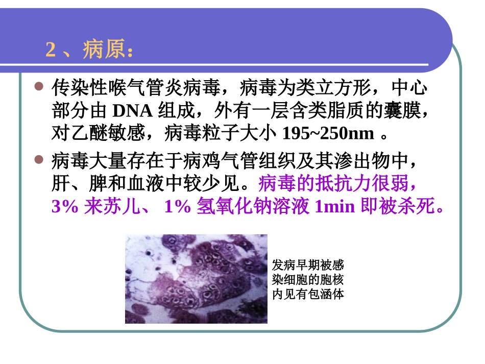 传染性喉气管炎_第3页