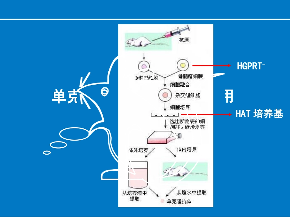 单克隆抗体在人体内应用_第1页