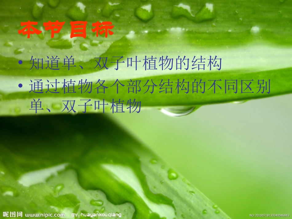 单子叶植物和双子叶物_第2页