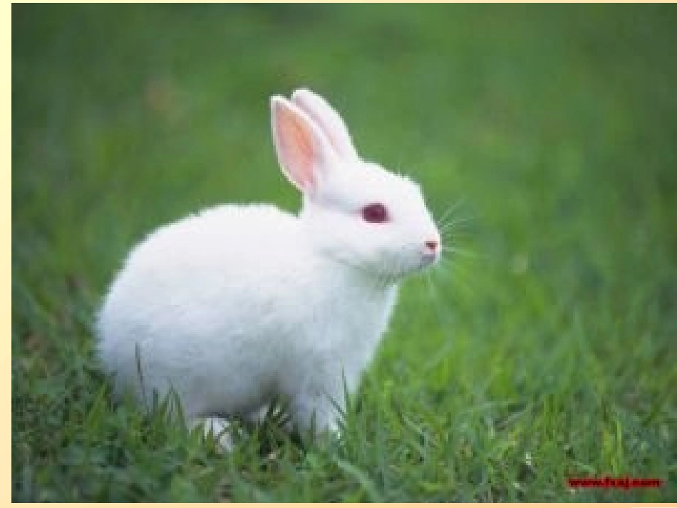 动物的耳朵图片_第1页