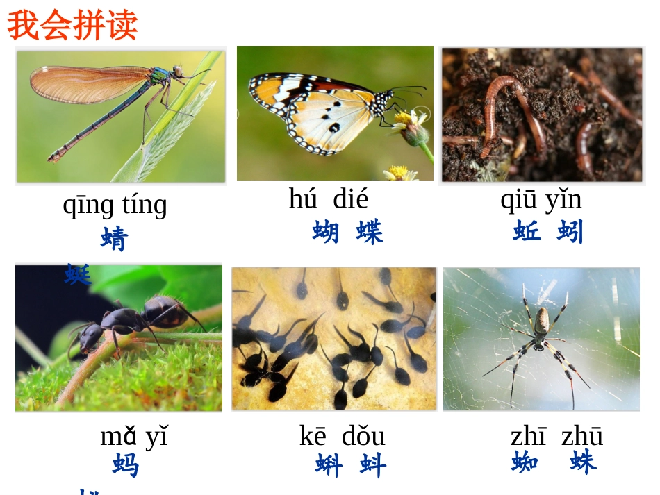 动物儿歌课件_第3页