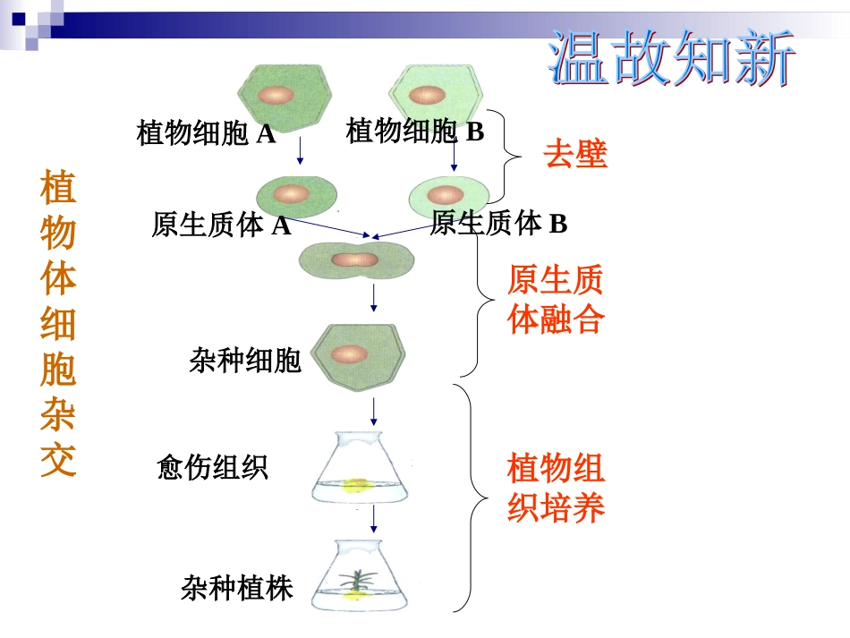 动物细胞融合和单克隆抗体的制备_第3页