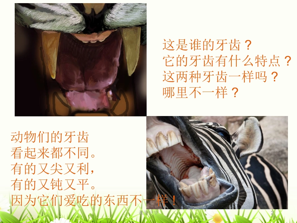 动物牙齿大奇观课资内容_第2页