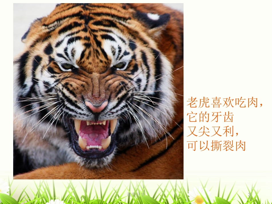 动物牙齿大奇观课资内容_第3页