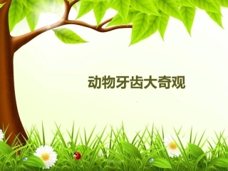 动物牙齿大奇观课资内容