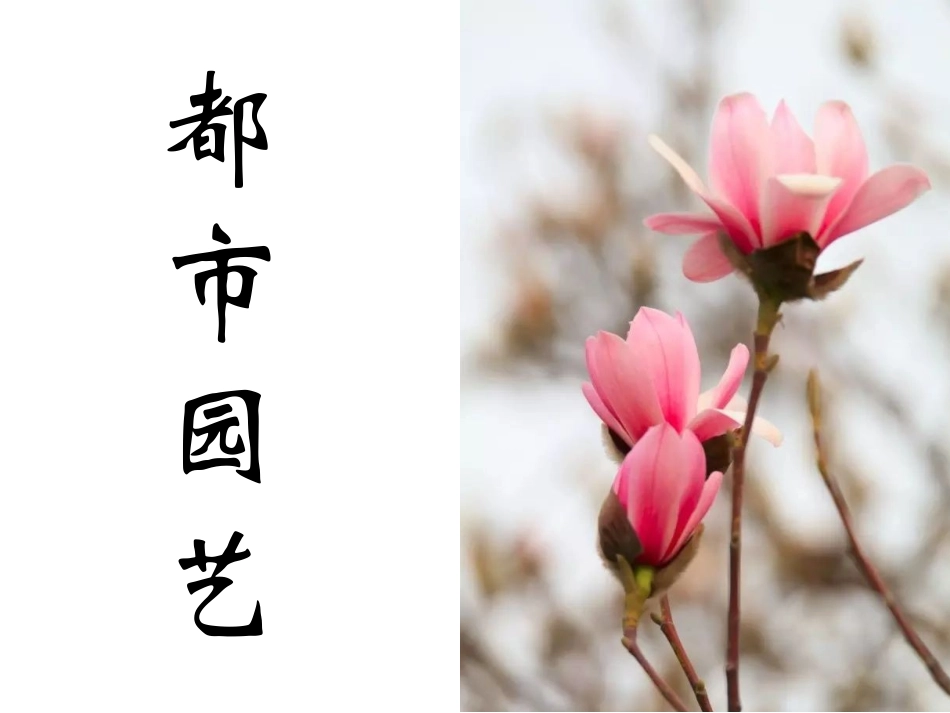 都市园艺岳钉伊_第1页