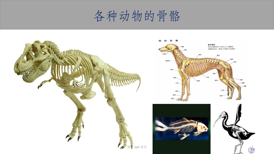 儿童科普骨骼课件_第2页