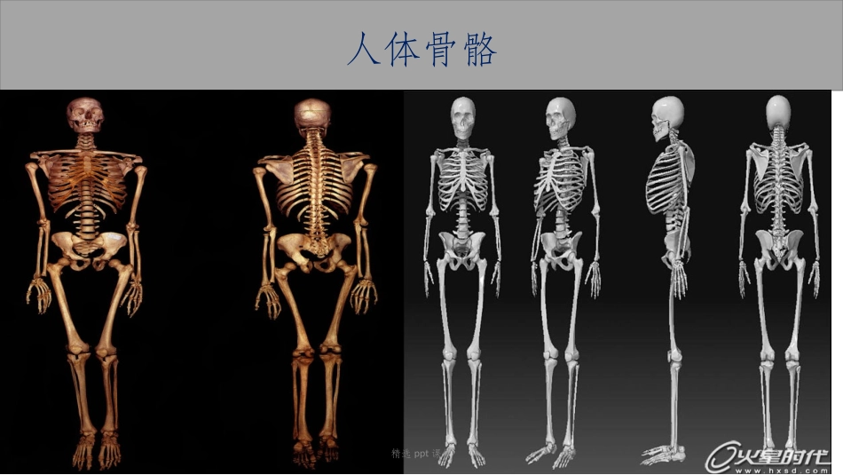儿童科普骨骼课件_第3页