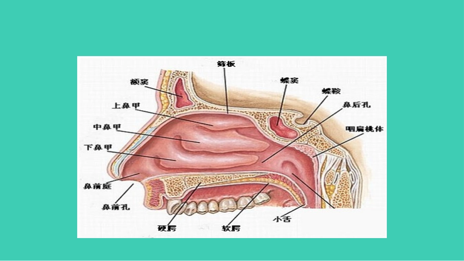 耳鼻喉科鼻出血_第3页