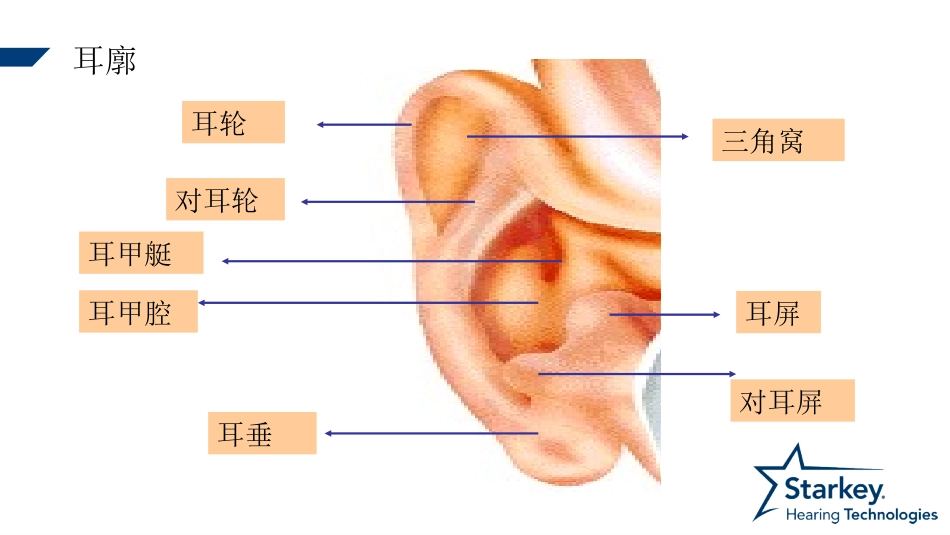 耳部解剖及生理课件_第3页