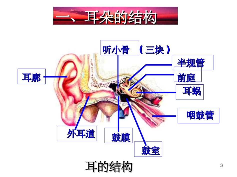 耳朵的结构和功能_第3页