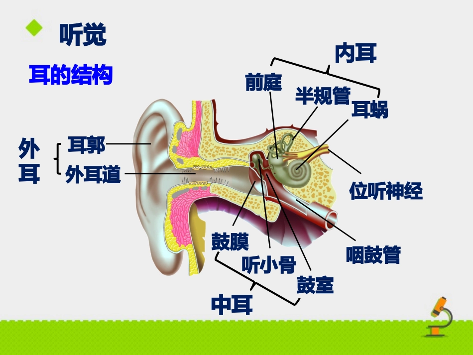 耳朵的结构课件_第3页