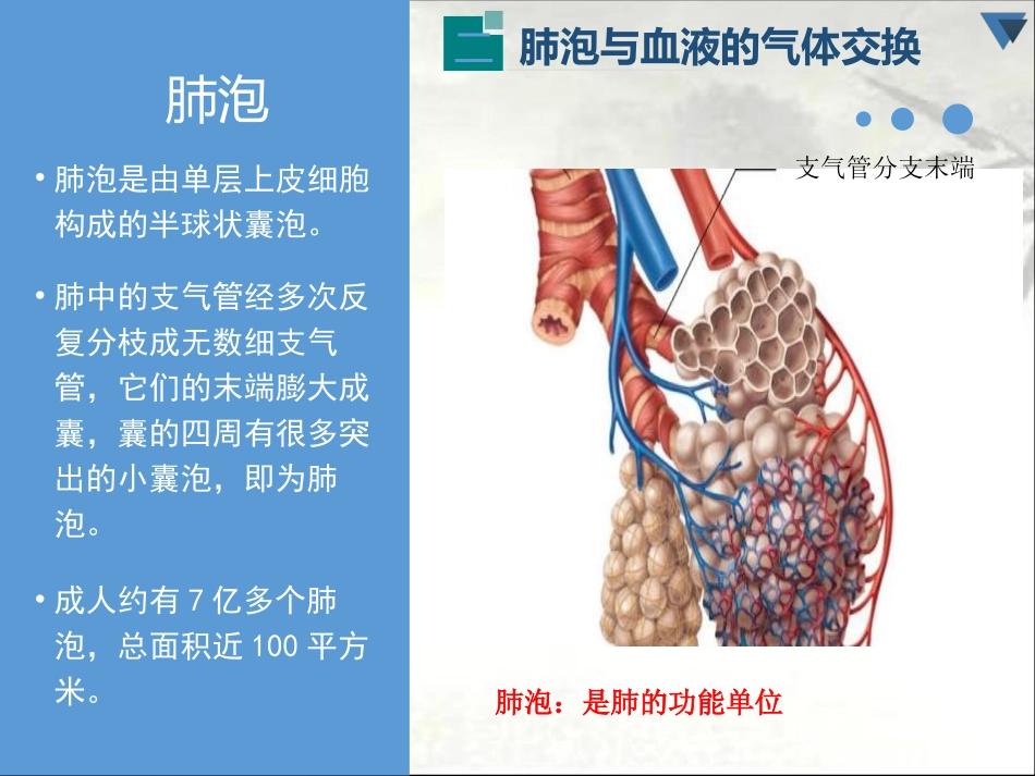 肺泡和血液的气体交换_第3页