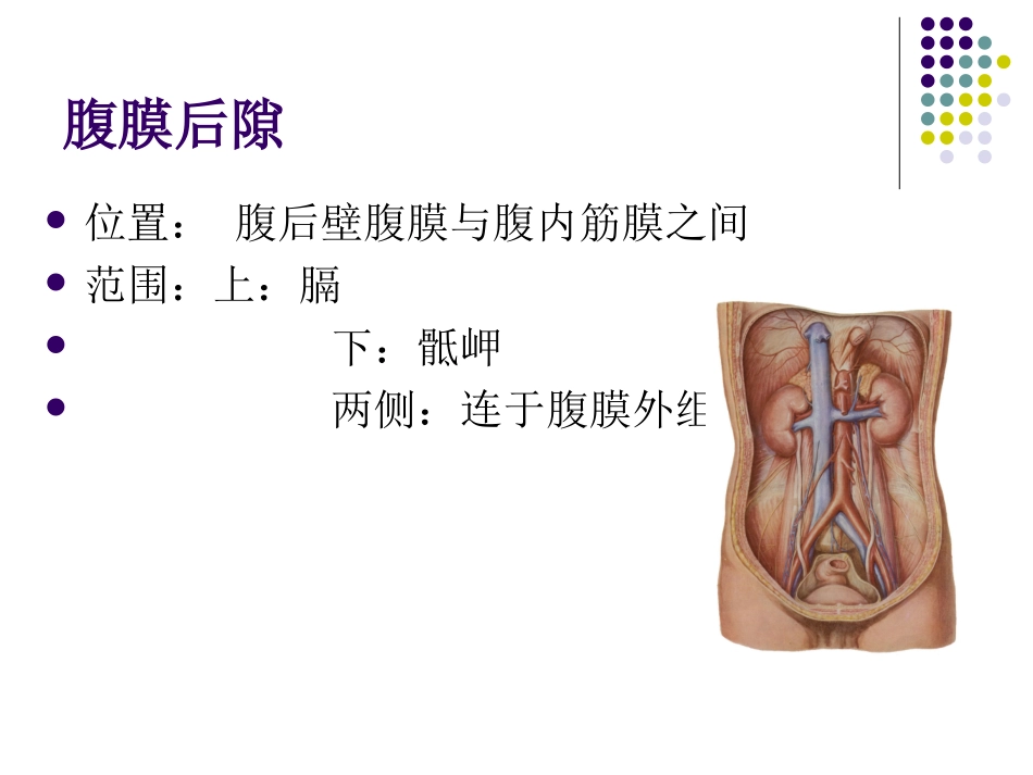 腹后壁腹膜后间隙_第2页