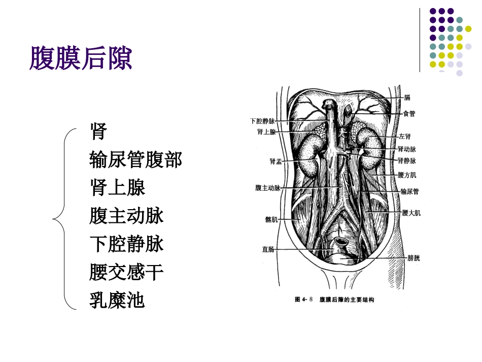 腹后壁腹膜后间隙_第3页