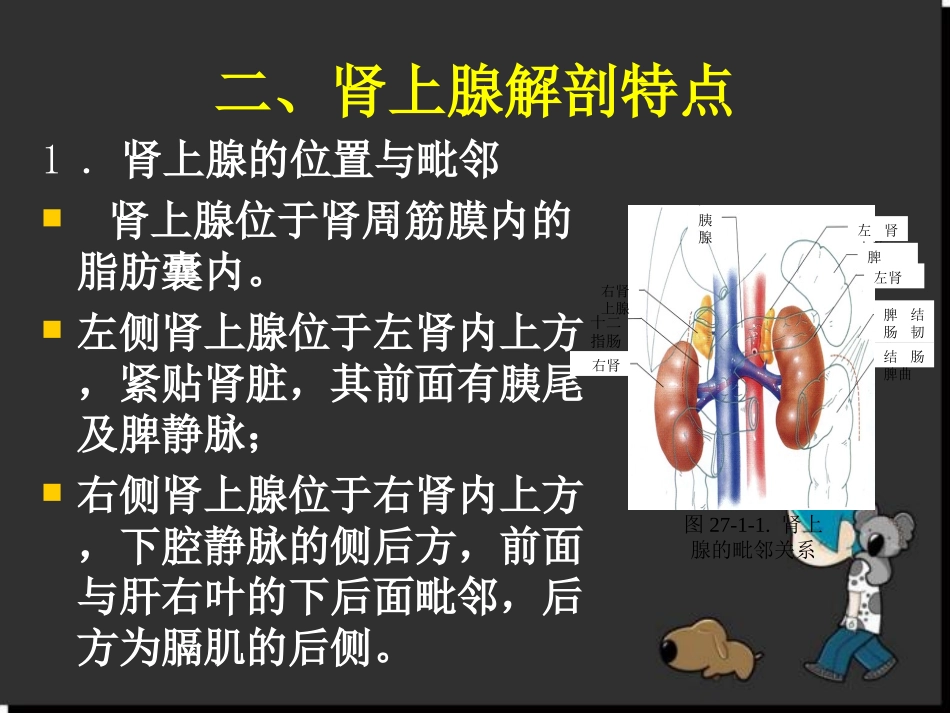 腹腔镜肾上腺切除术参考课件_第3页