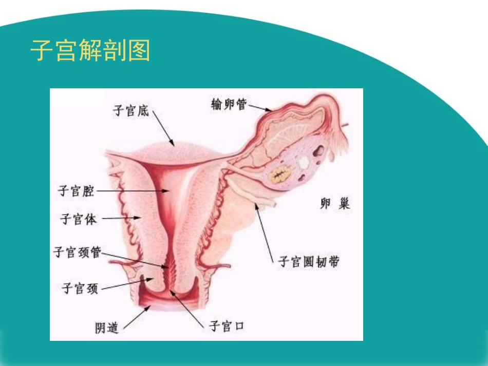 腹腔镜下全子宫切除术讲解_第2页