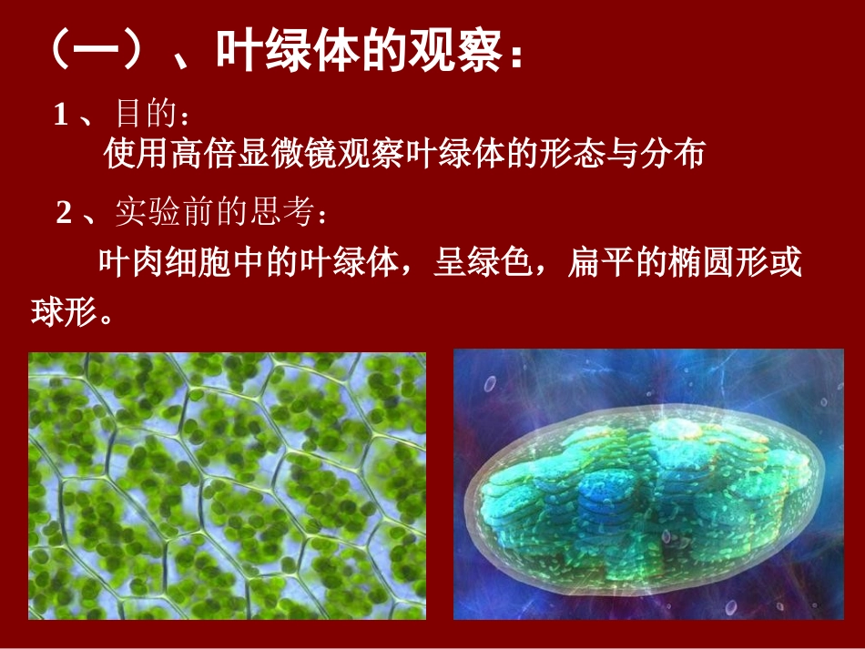 高倍镜观察叶绿体和线粒体_第3页
