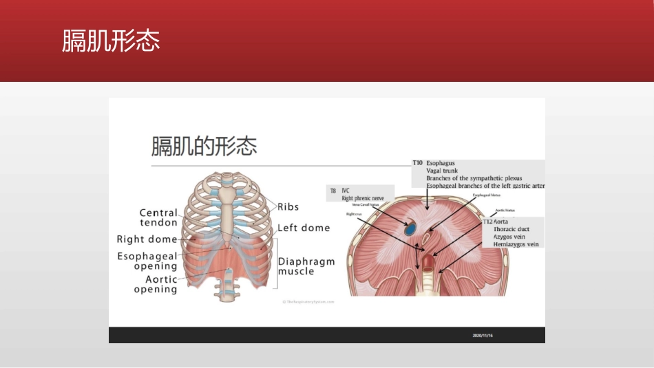 膈肌超声的应用_第3页