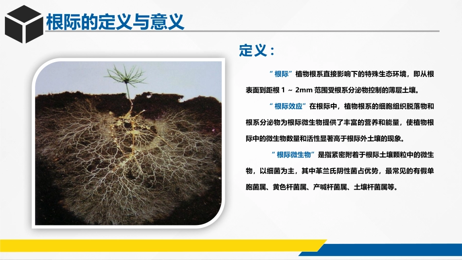 根际微生物和植物的相互作用_第3页