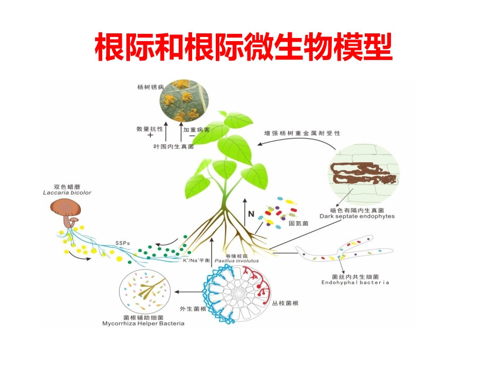 根际微生物和植物栽培_第3页