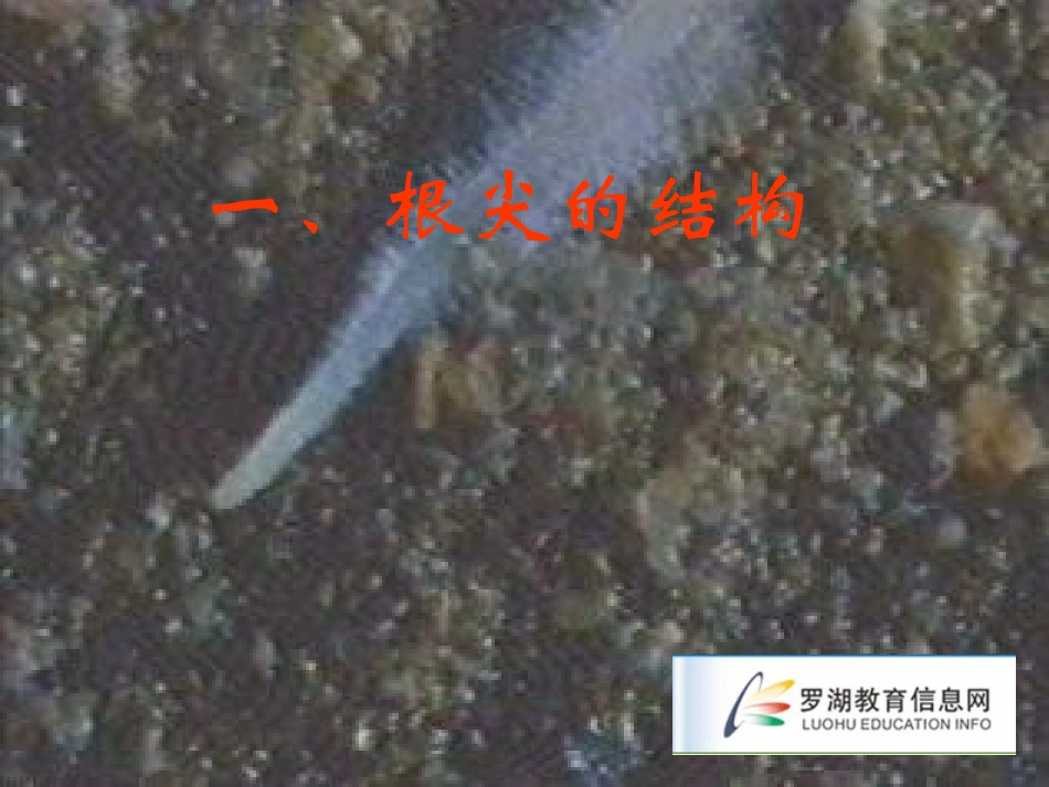 根尖的结构实验_第2页