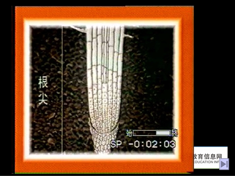 根尖的结构实验_第3页